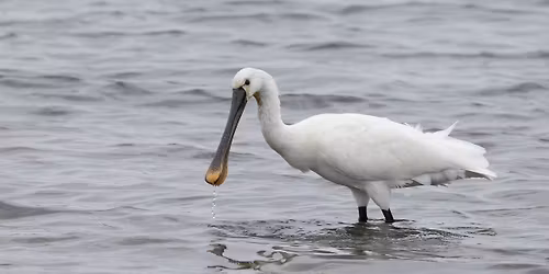 New Forest & Coast Winter Wildlife Safari