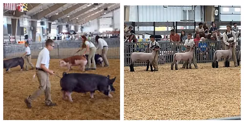 Breeding Show - Swine, Sheep, Goats