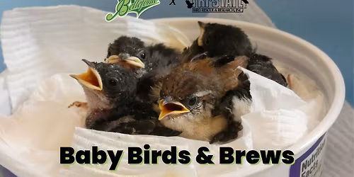 Baby Birds & Brews at Bellefonte Brewing Co.