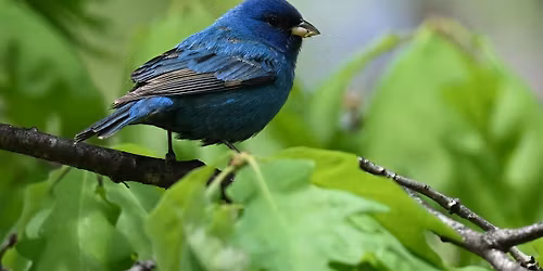 Hitchcock Woods Foundation Field Program - Beginner Birdwalk