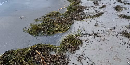Strandkunst og \u00e5legr\u00e6s