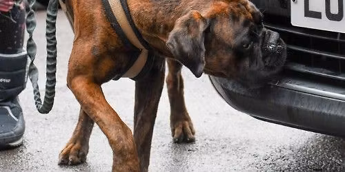 Beginner Scentwork Course