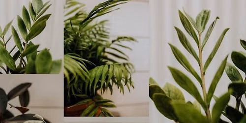 House Plant Bingo