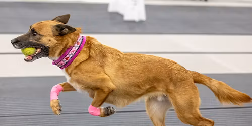 Shenanigans Unleashed Smooth Sailing U-FLI Anchor Flyball Tournament