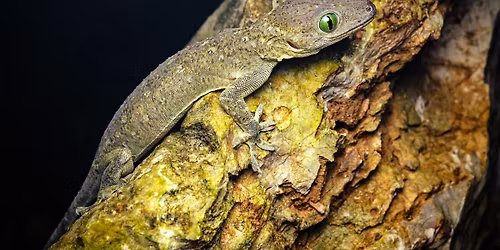 Gekko