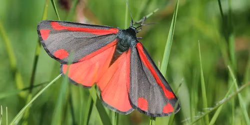Nachtfalter \u2013 graue Motten oder unbekannte Sch\u00f6nheiten