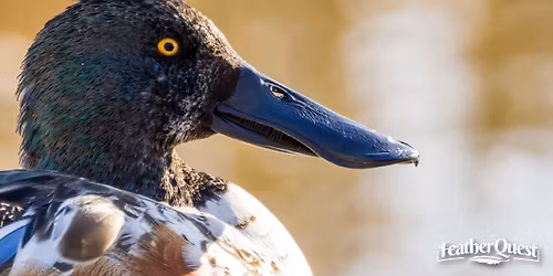Intro to Birdwatching: FeatherQuest Workshop
