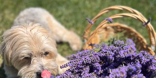 Barks and Blooms - All things pets and flowers at The Lavender Farm and Flower Market