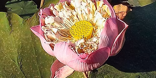 Free Yoga for Recovery with Astrid Sundays 1 - 2:30 pm in April at Happening Here