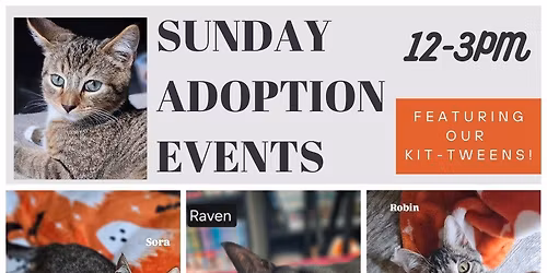 SUPER CUTE SUNDAYS: Meet Our Many Kit-tweens 