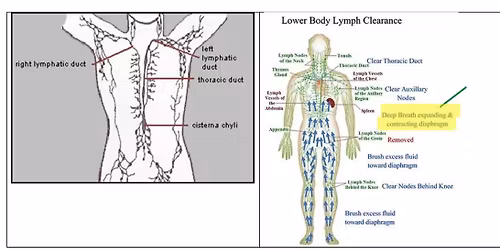 The ABC's of the Lymphatic System and Yoga Workshop