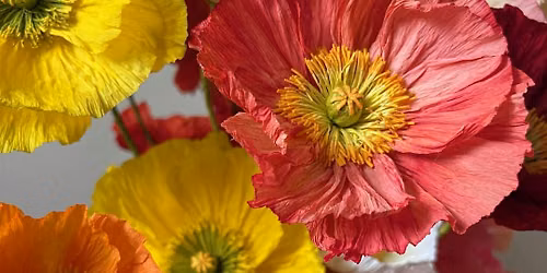 Paper Icelandic Poppy Workshop (FR\/ENG)