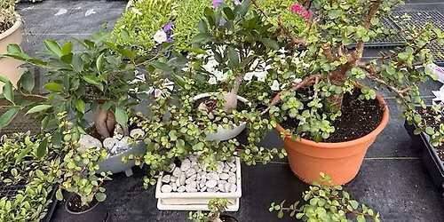 Intro to Bonsai
