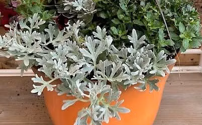 Make Your Own Fall Porch Pot!