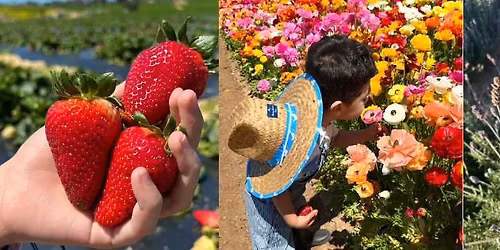 Oceanside's Berries & Blooms Festival @ Mellano Farm Stand