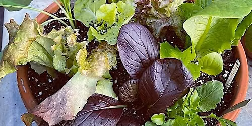 Salad Bowl Potting Workshop