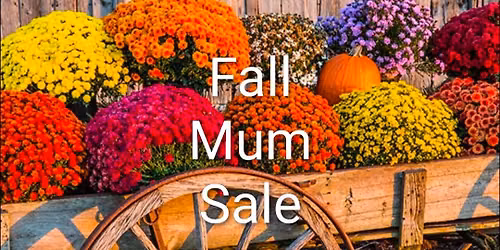 Fall Mum Sale @ the Farmer's Market on MacArthur