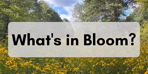 What's in Bloom?