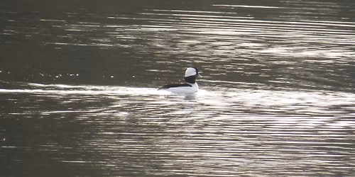Birding Sunset Pond Loop