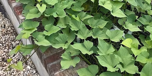 Cover Crops - Take the summer off!