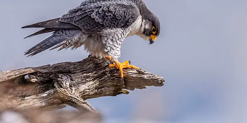 Raptors Up Close