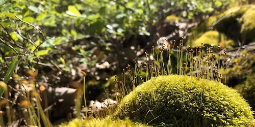 Morning on the Mountain