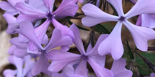 April Wildflower Walk - Naturalist Guided Wildflower Hike Series