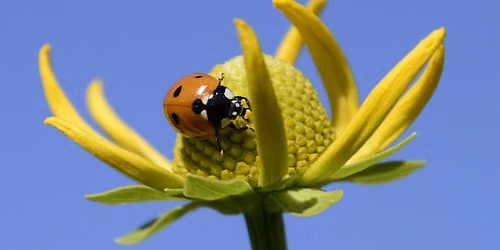Macro Photography- 3-Part Workshop with Denver Botanic Gardens