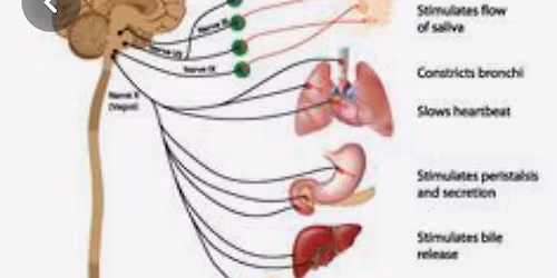 S\u00e6t VAGUS fri. Nervesystemet i Ro.                  f\u00f8rstehj\u00e6lp og short cut .