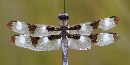 Thursday Talk - Dragonflies of South Dakota