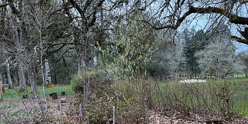 Work Party at the Avery Park Native Plant Garden