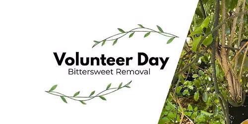 Volunteer Day: Boot Lake Bittersweet Removal