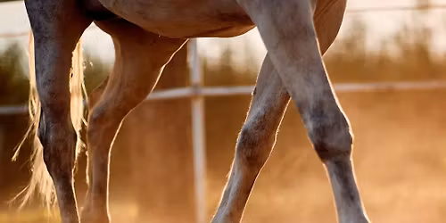 Formation - Le pied du cheval & son pouvoir de gu\u00e9rison