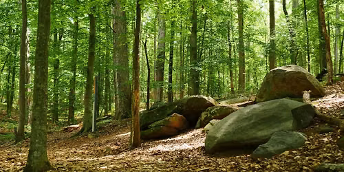 Guided Forest Bathing
