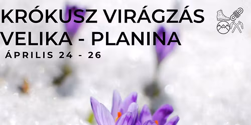 Kr\u00f3kusz vir\u00e1gz\u00e1s a Velika Planina fenns\u00edkon