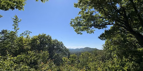 LGBTQIA+ Guided Group Forest Therapy