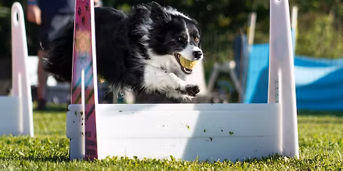 Pink Paws Flyballrace 2026