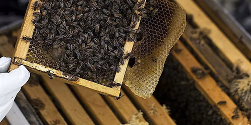 Beekeeping Class at Four Seasons Aviara