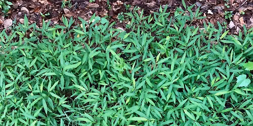 Volunteer Invasive Plant Removal & String Trim