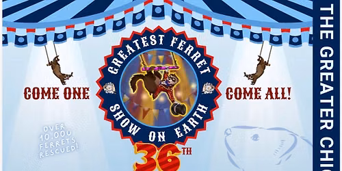 Greatest Ferret Show On Earth #36