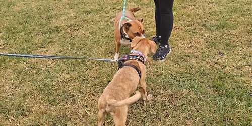 Pack Walk