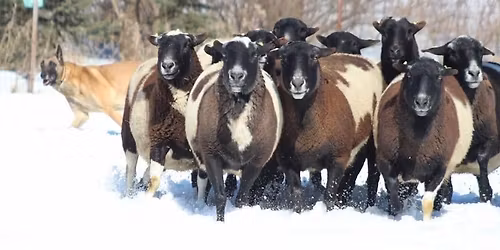 SheepSmith Farm Beginner and Intermediate to Advanced Herding Clinic