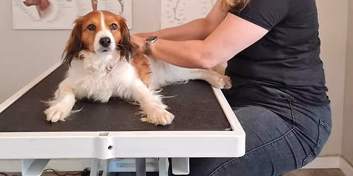 UDSOLGT: Hundefys fra Healthy Dogs behandler p\u00e5 Garbogaard