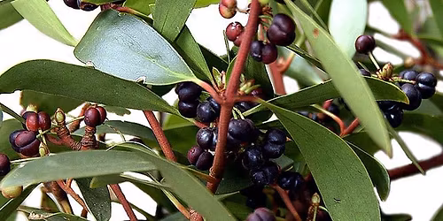 Growing and Cooking with Bushfoods 