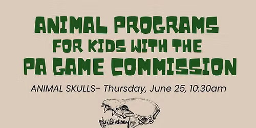 Animal Skulls