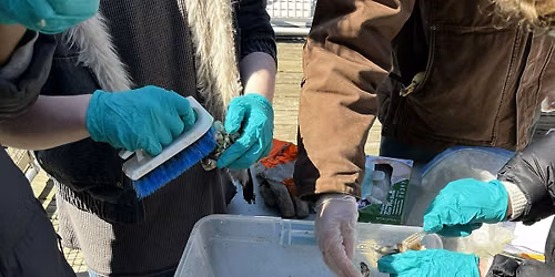 Oysters & Queer Ecology