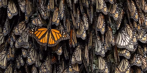 Jaime Rojo in Conversation - Chasing Monarchs