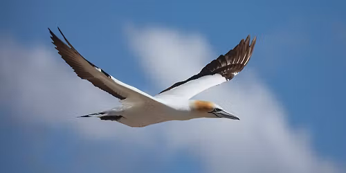 Birds of the Pembrokeshire Islands