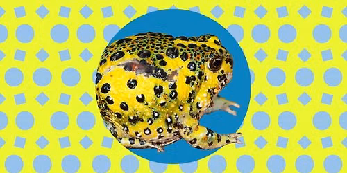 Science Night: Amphibians with Dr Ian Brennan