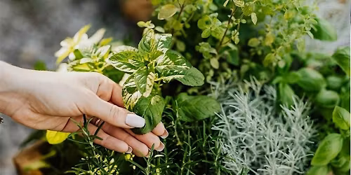 Plant & Pour: Kitchen Herb Garden